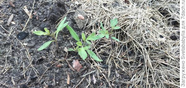 Растут, как и положено, пучками