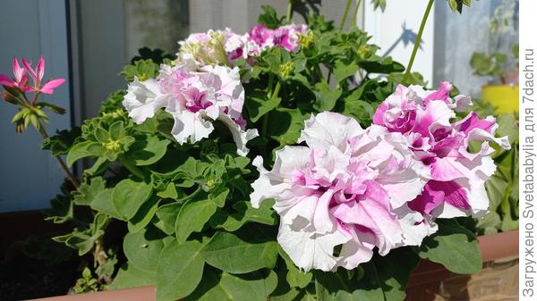 Помнишь я говорила о дешевеньких семенах?