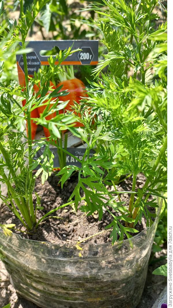 Развиваются хорошо