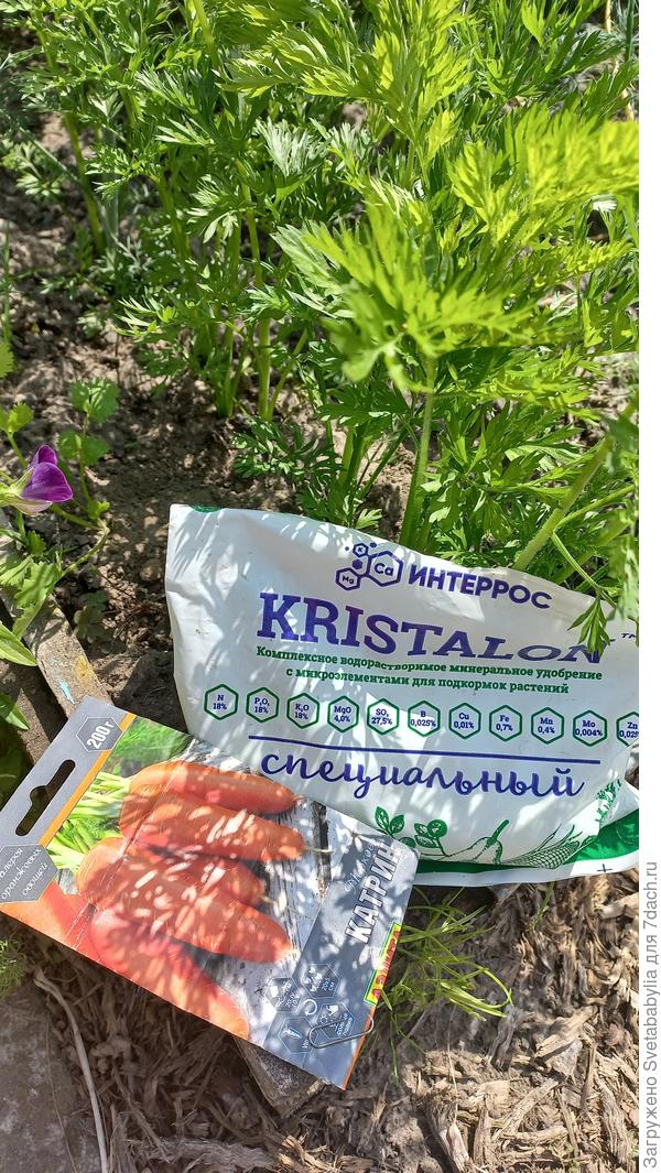 обычно через 60-65 дней от всходов корнеплод начинает утолщаться