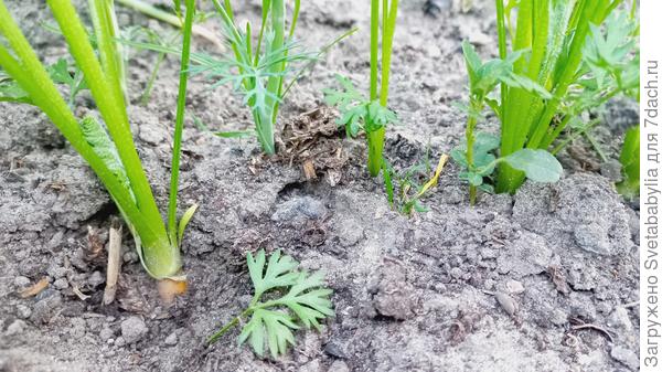 загущение некритичное