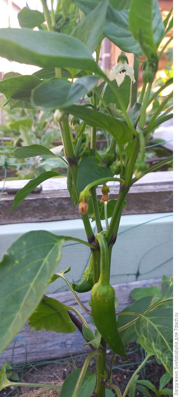 Оранжевый Ламуйо