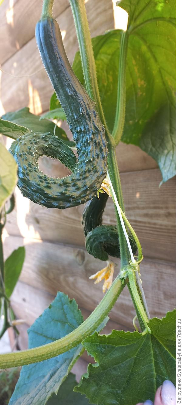 Наверное и змейки сворачиваются также