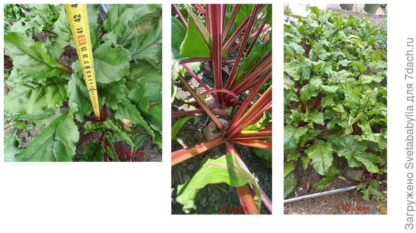 Листья в междурядьях сомкнулись