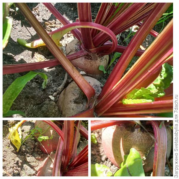 27 июня корнеплоды активно наращивали свою массу