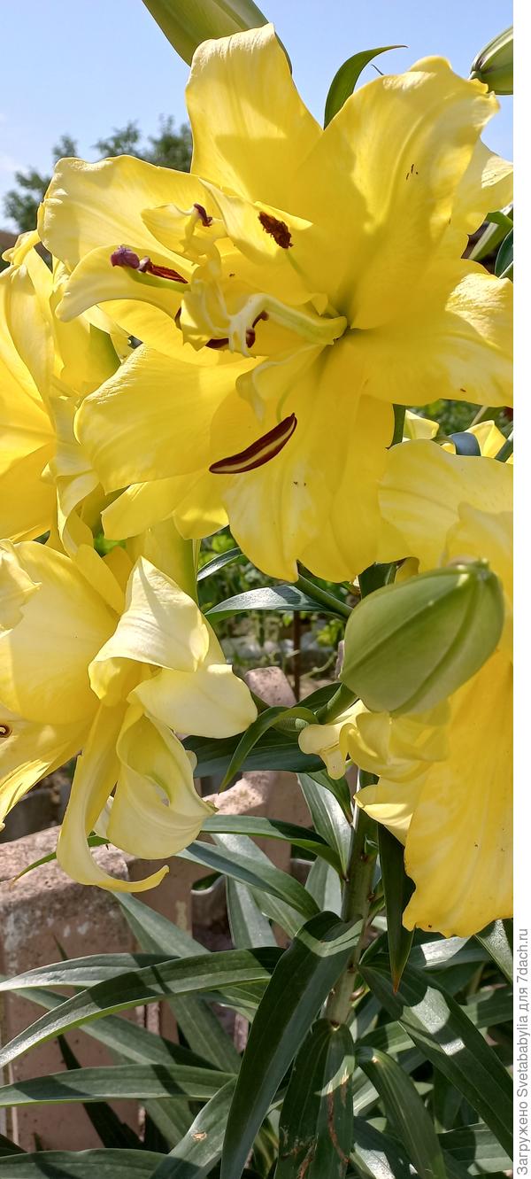 Мои передают привет и аромат твоим