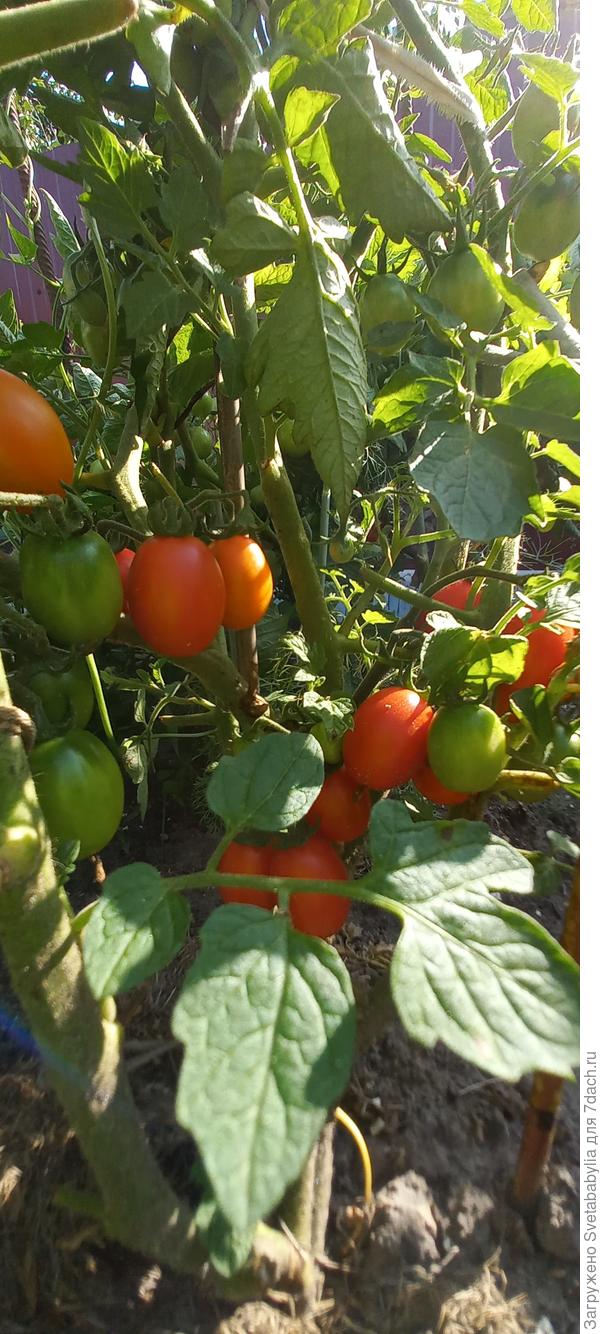 Крошки для крутейшего