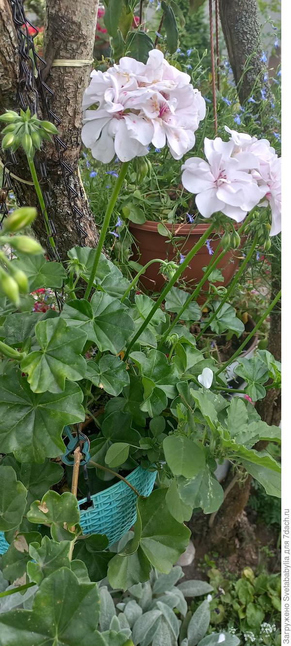 Плющелистки