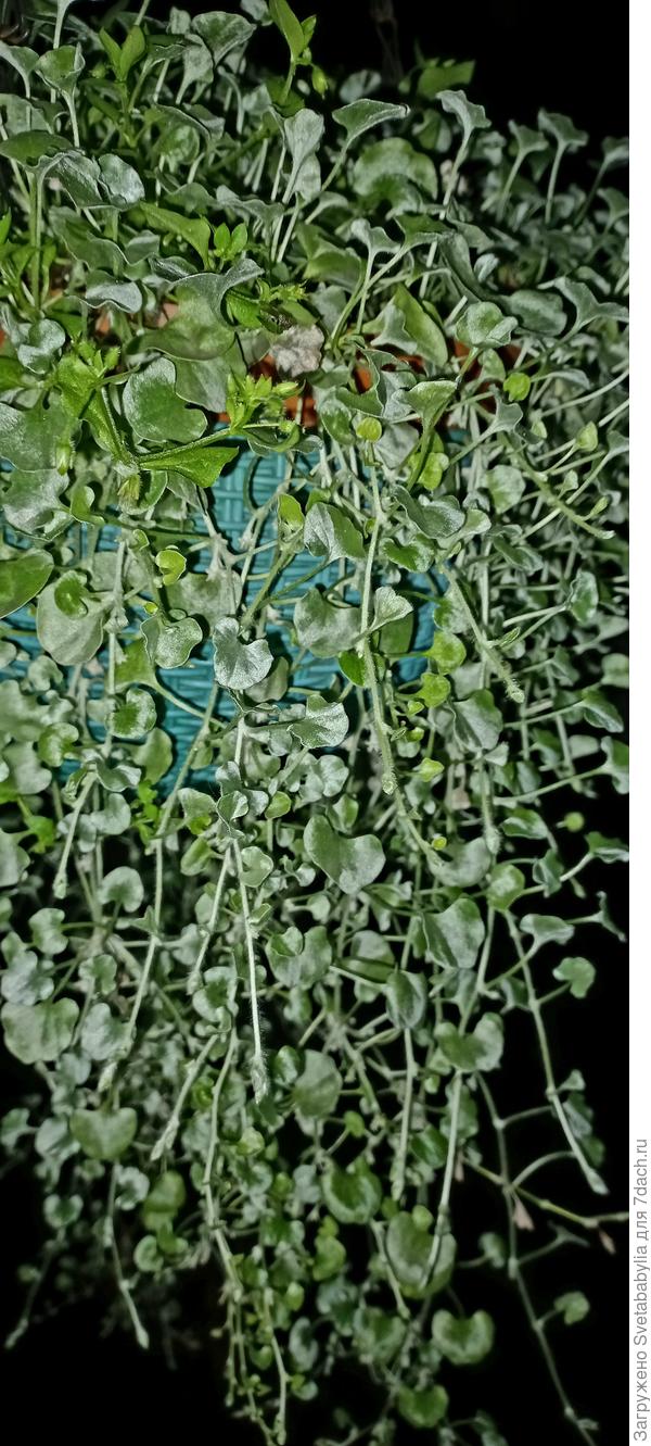 Только в ночи