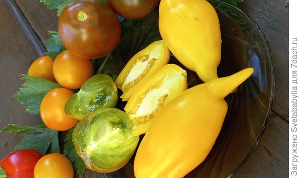 Золотая канарейка