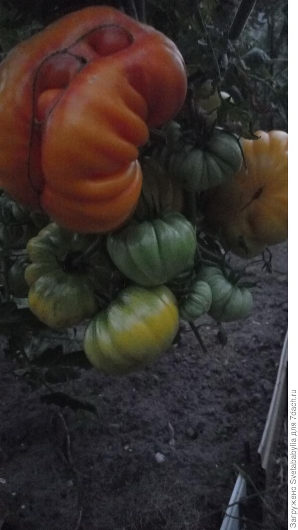 Золотое лукошко