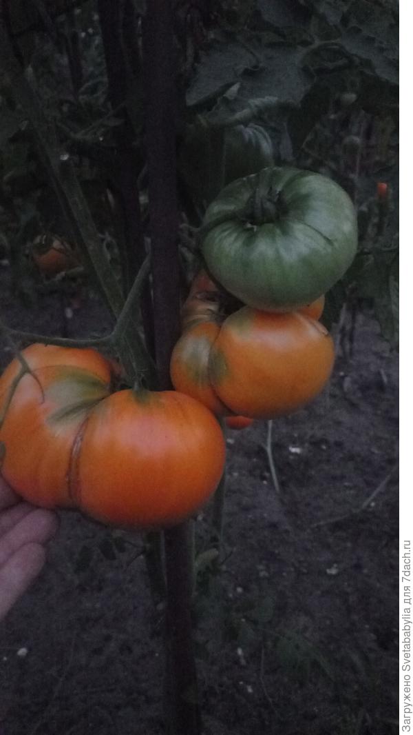 Бизон желтый