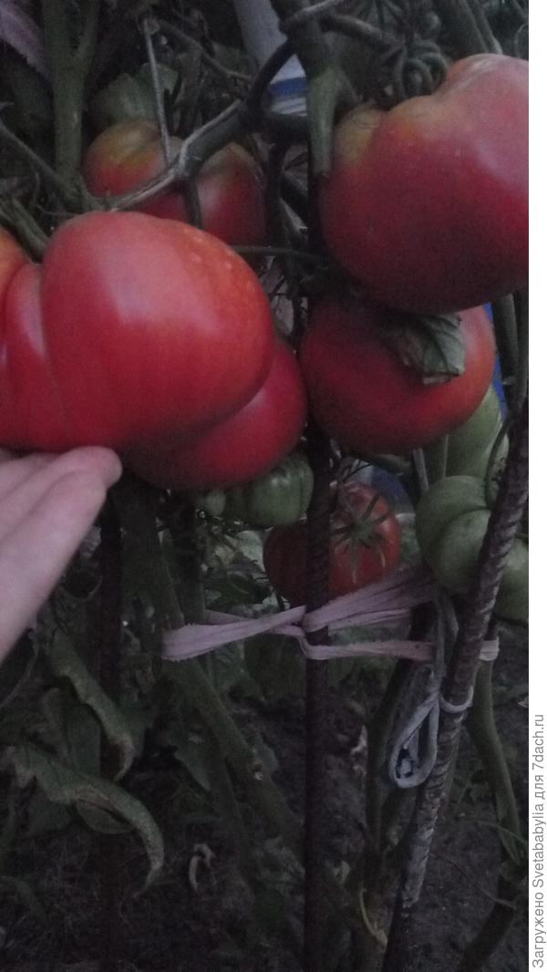 Корнеевские