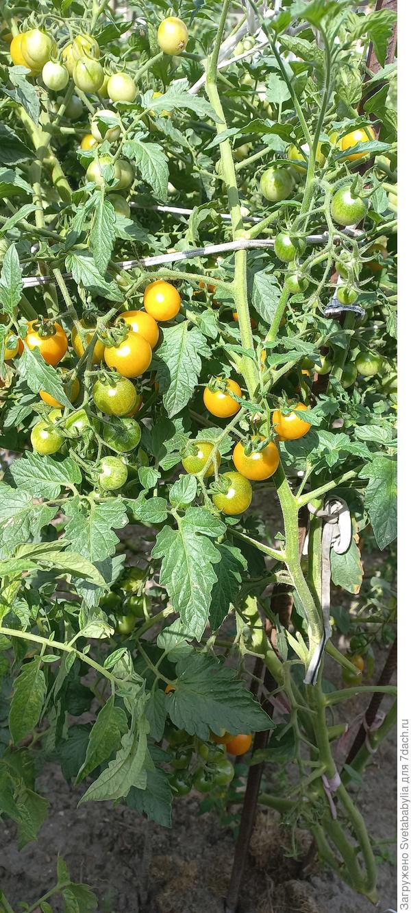 Золотой косы немеряно