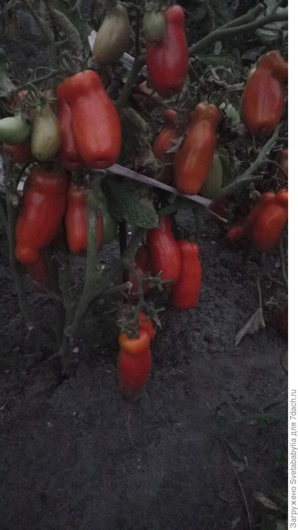 Дрова завалили