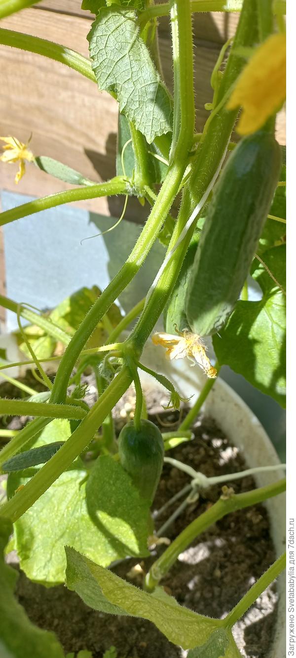 Молодые огурчики в бочке, а на грядке еще плодоносят Матвейки