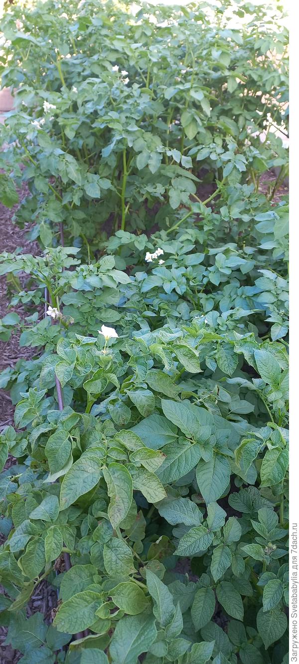 Картоха после чеснока уже цветет