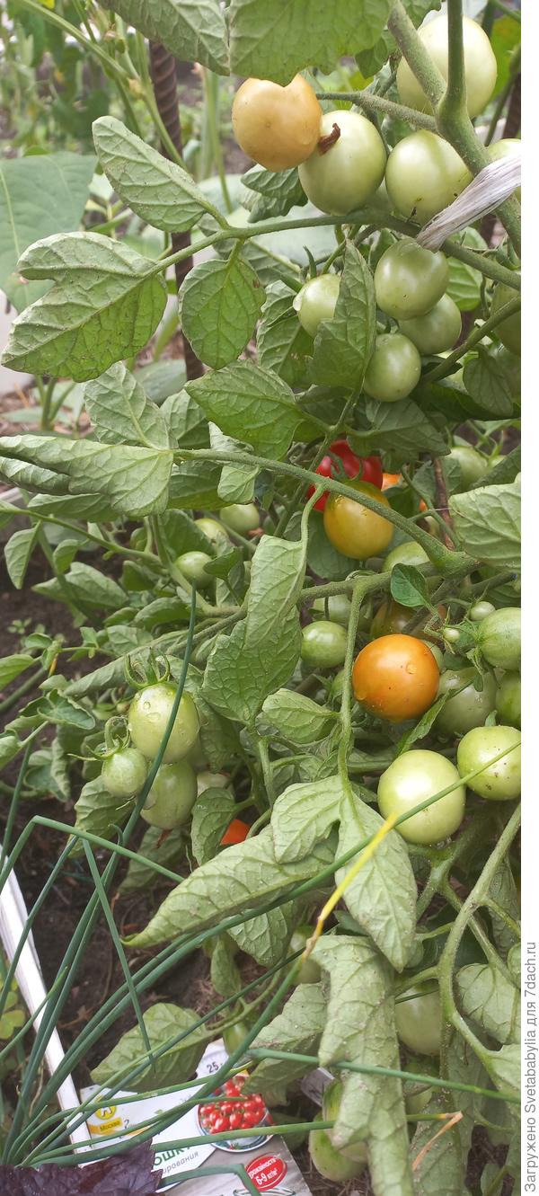 томат крошка в ладошку