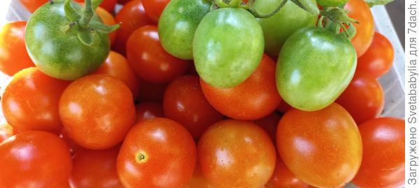 Свои впечатления о томате "Крошка в ладошке"