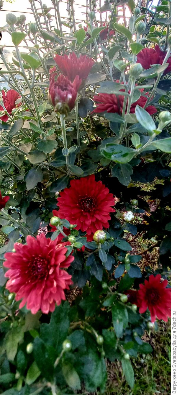 Хризантемы зацветают