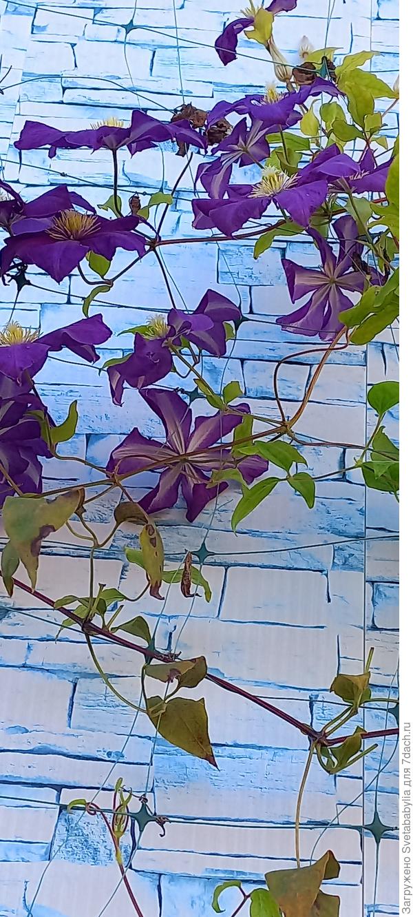 Клематисам странно комфортно