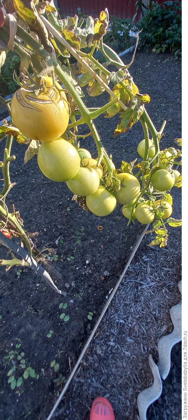 Дозревает одинокий куст помидорок