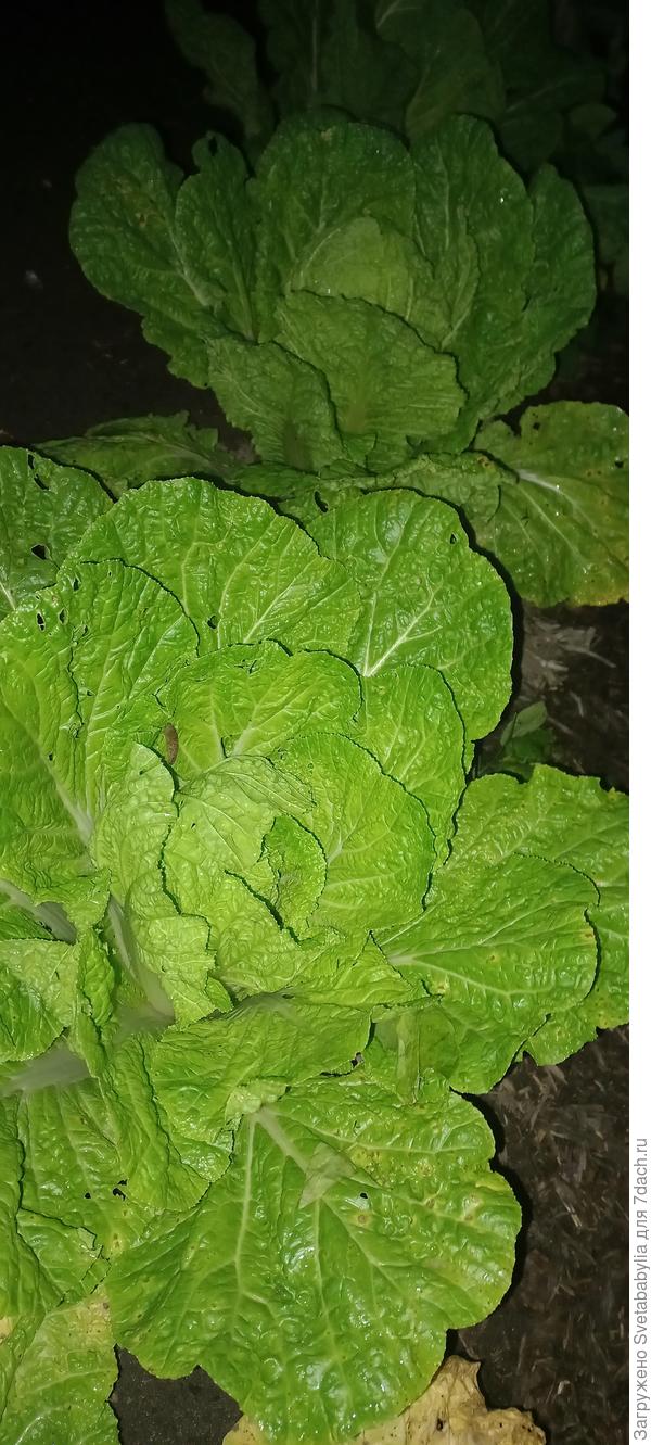 Пекинку сеяла в июле. Вырастила ужин для слизней