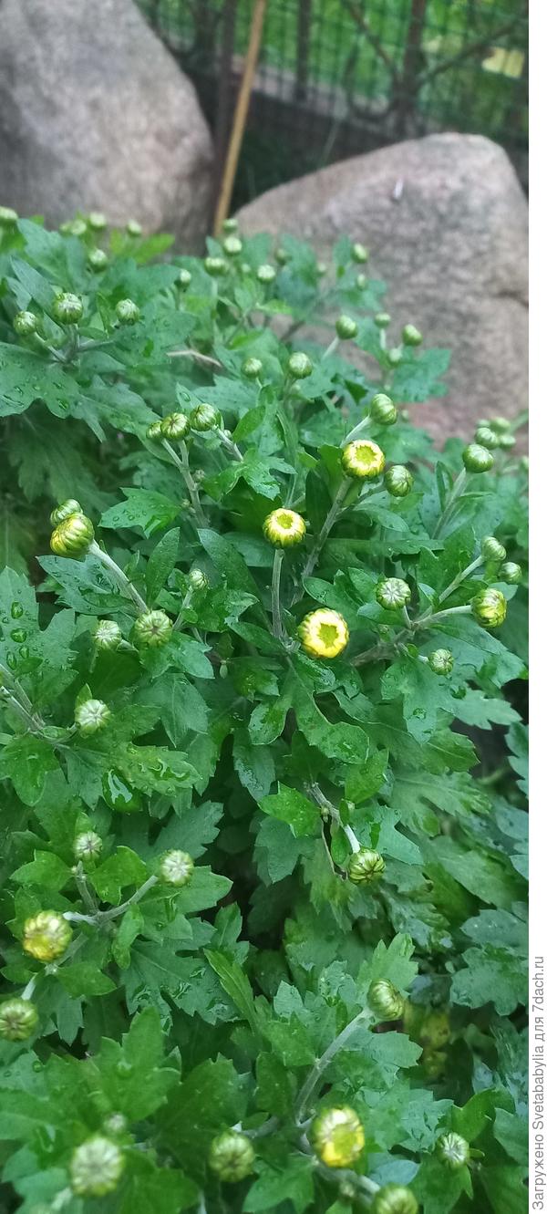 Белые и желтые еще в бутонах