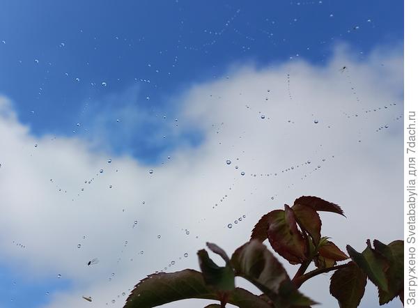 Капельки на паутине