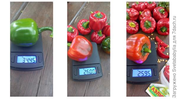 Средний вес плодов в биологической спелости — 25 ГР