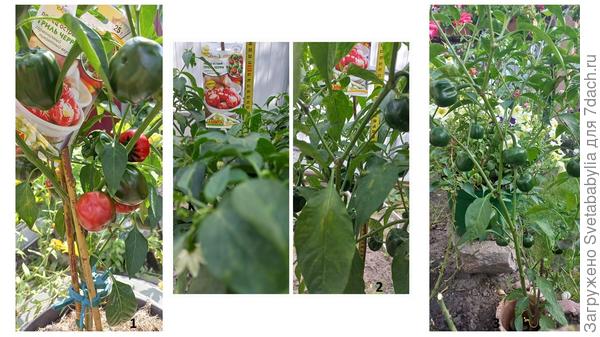 Начало плодоношения -