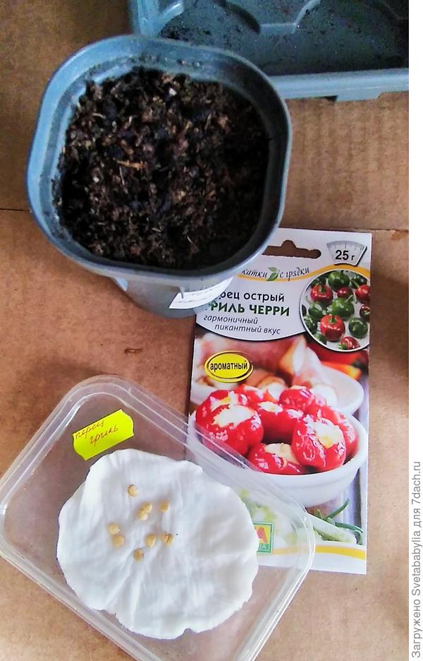 Посев 27 февраля в стаканы с выдвижным дном