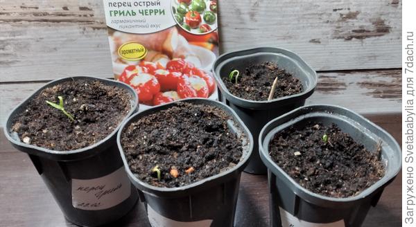 Всхожесть 90 % - 10 дней