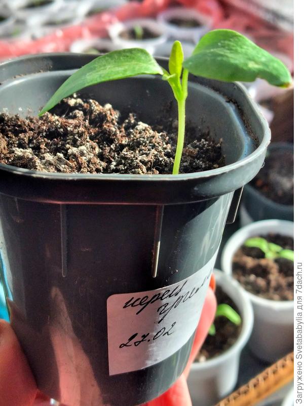 Первый настоящий лист 13 марта