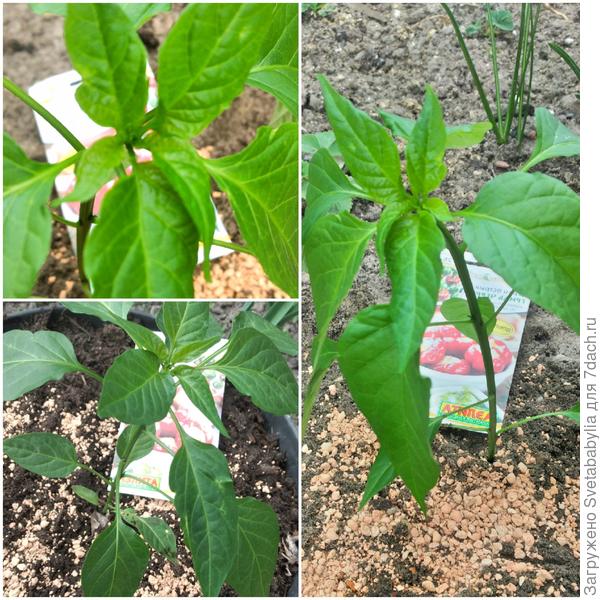 Высадка в открытый грунт 01 мая