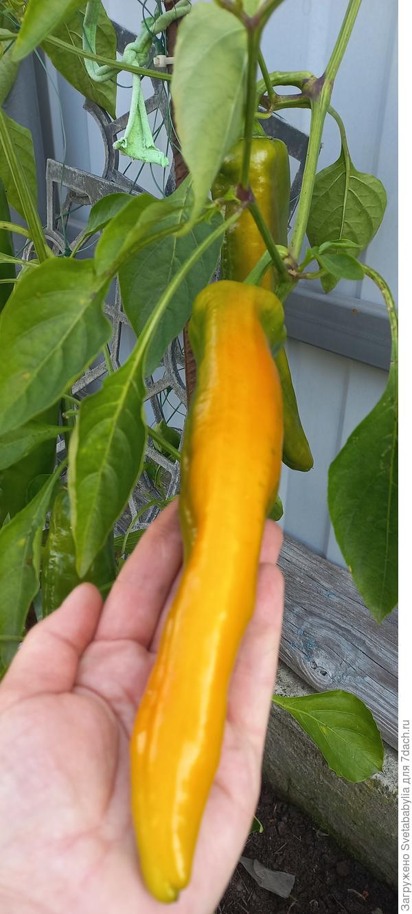 Оставшиеся 2 куста Забора