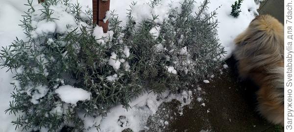 сейчас такие растрепки