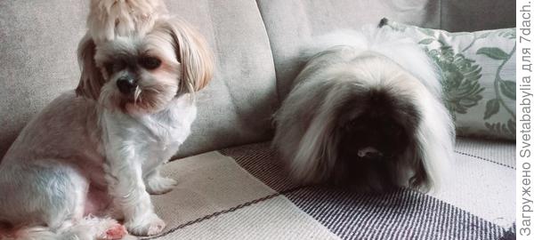 Блондинка Стеффи - дама в очень почтенном возрасте. Чувствует себя королевишной, а мы так, покормить зашли