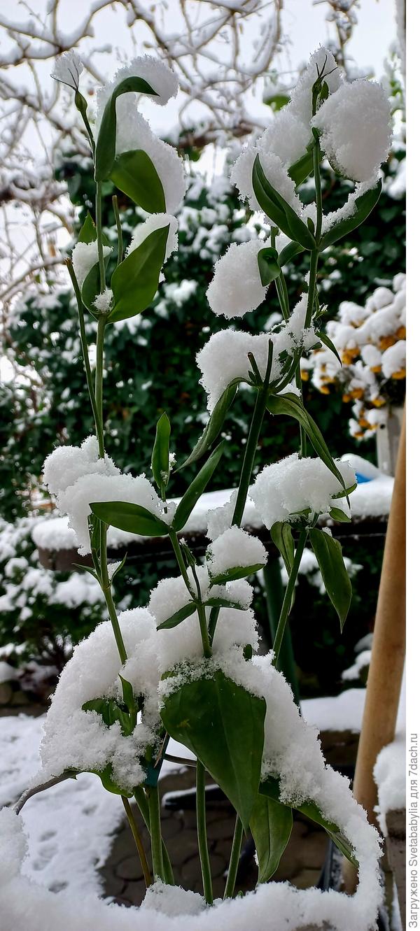 Эустома- снежная королева?