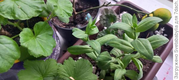 Закладывает бутоны.