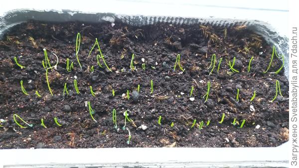 Осенью категорически не собиралась выращивать луки из семян