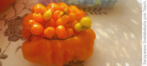 Томат само счастье