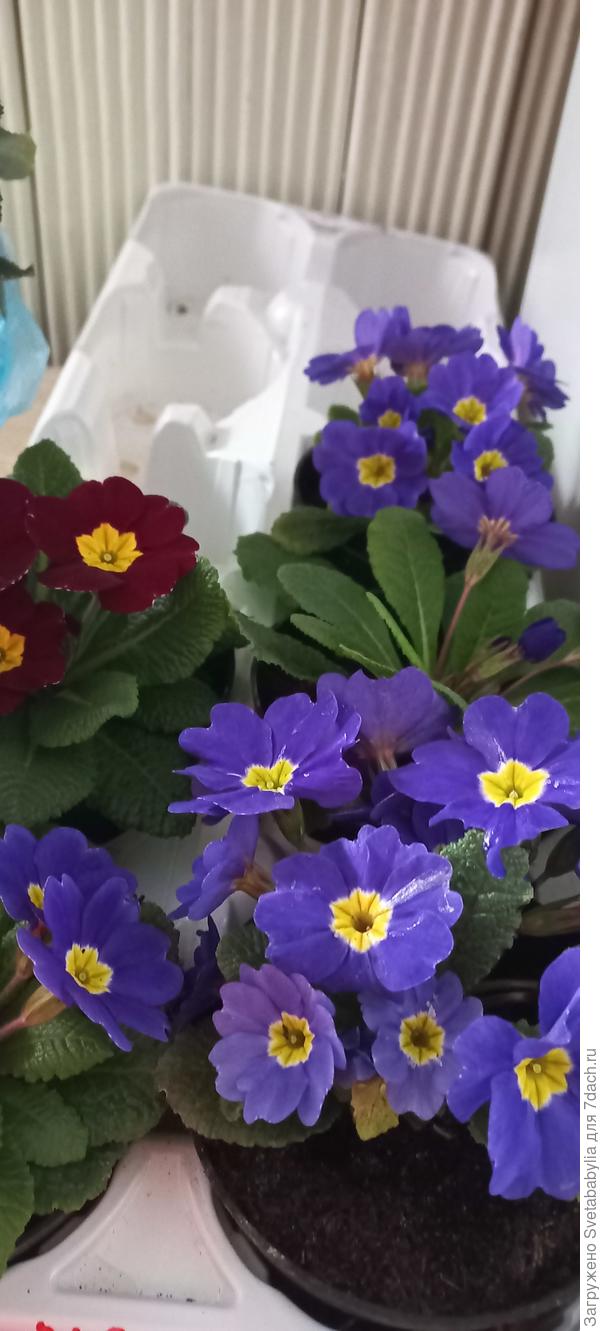 Ограничилась малым.