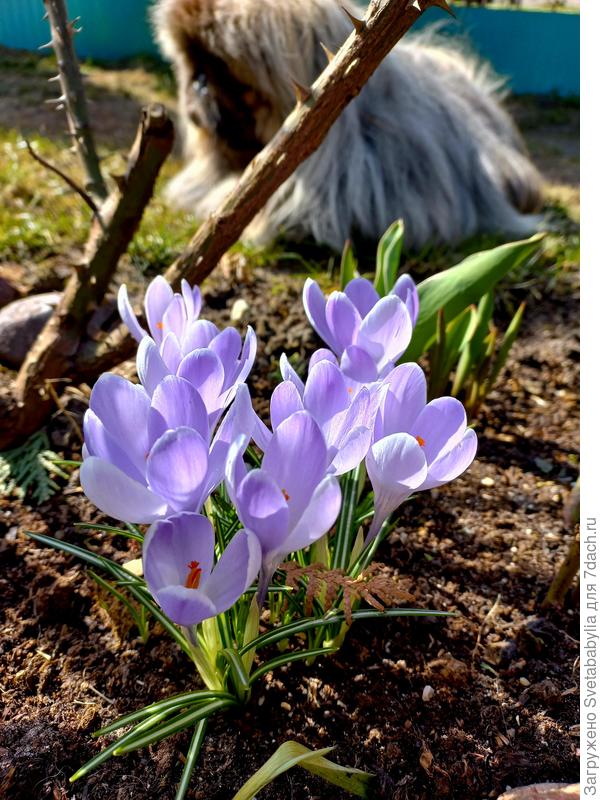 +12. Появились бабочки и пчелки.