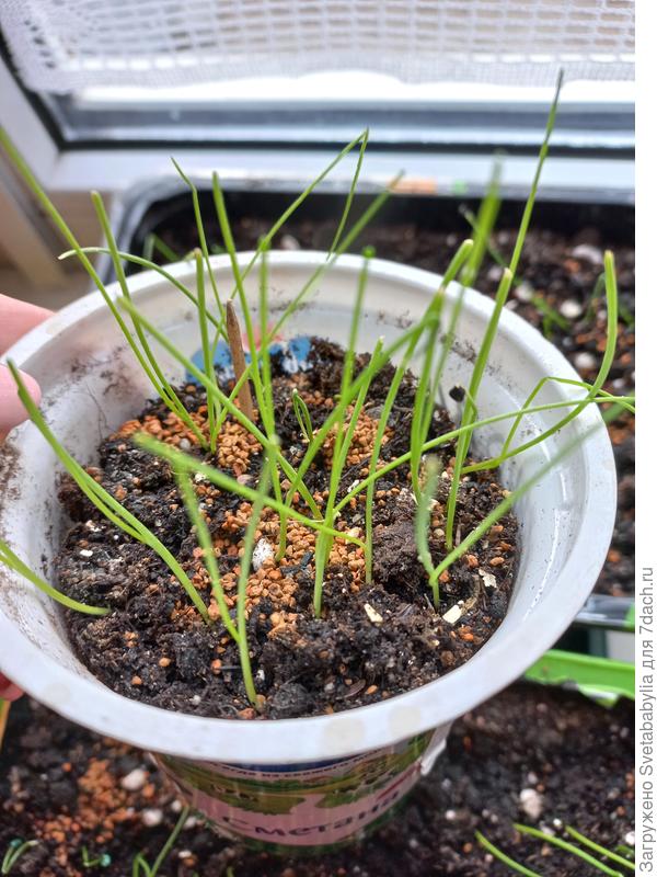 Белый принц