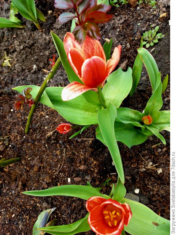 Тюльпаны первые