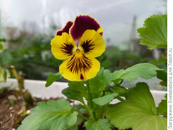 Анютики в контейнерах