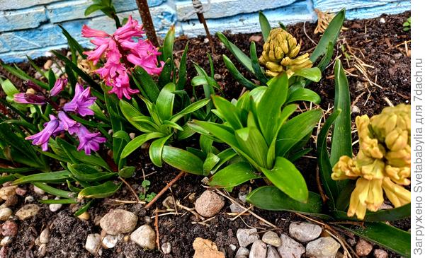 Гиацинты готовятся