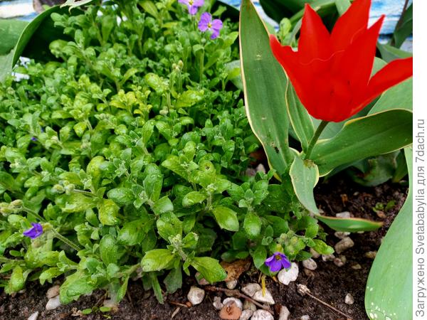 Обриета начинает цвести