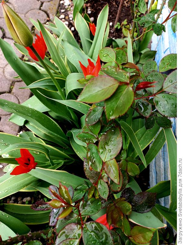 Вторые тюльпаны